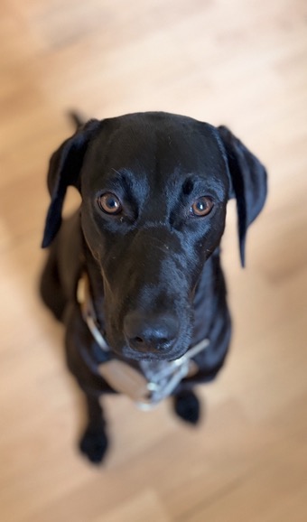 Hund in Praxis