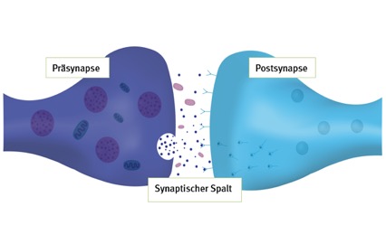 Synapse_Neurotransmitter