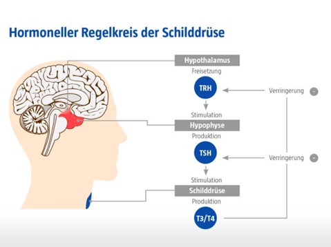 niacin wirkung der sexualhormone