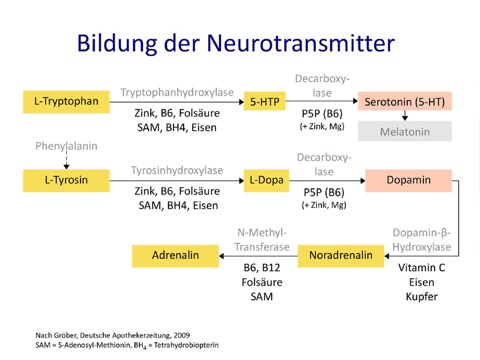 neurotransmitter_synthese