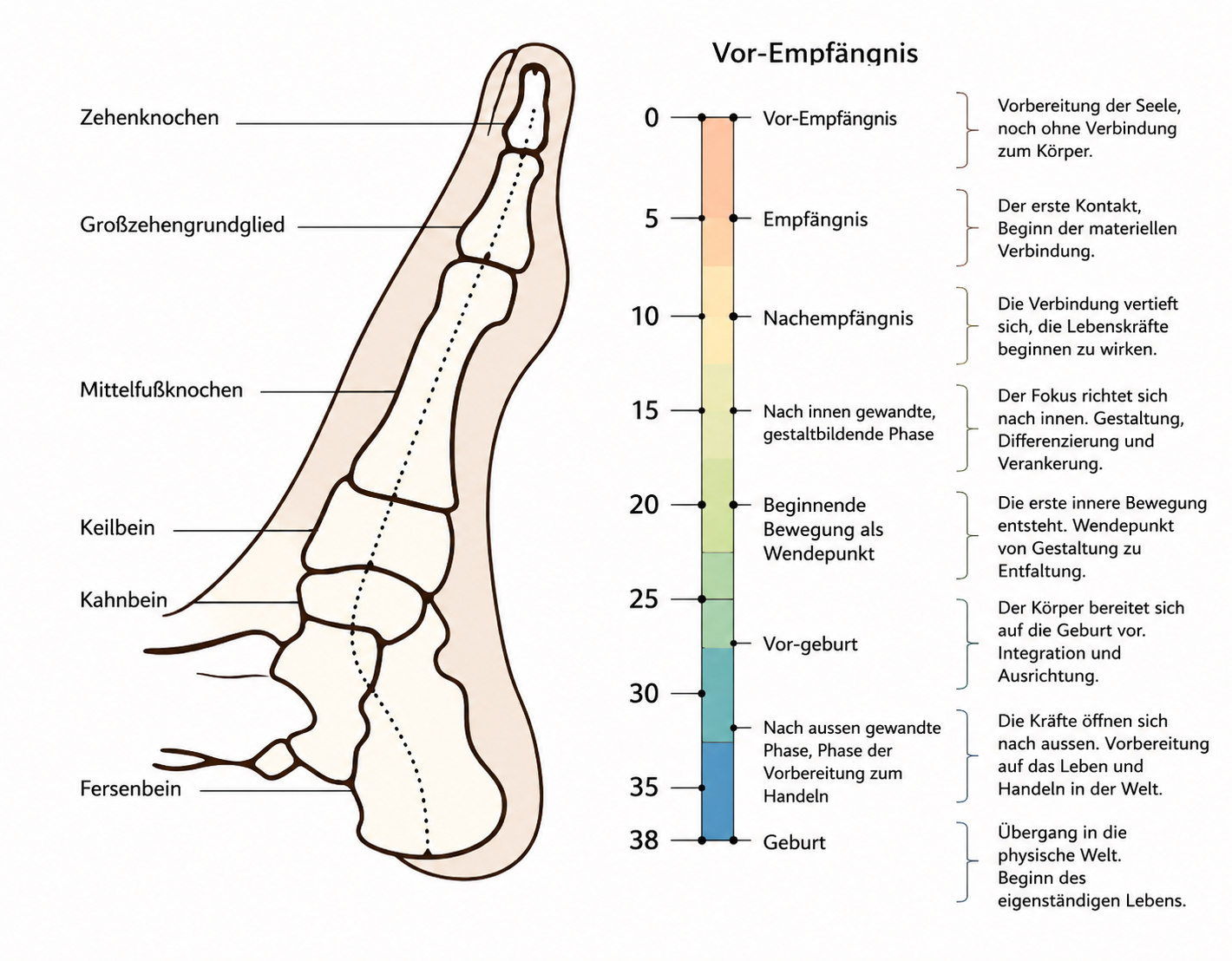 Fu&szlig;reflexzonen-Karte der Metamorphose-Therapie: Zuordnung der Fu&szlig;knochen zu den pr&auml;natalen Entwicklungsphasen von Vor-Empf&auml;ngnis bis Geburt
